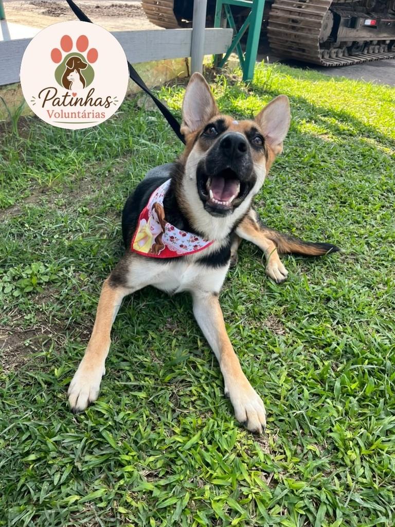 Lara, cadela de porte grande para adoção em Resende - RJ — foto 3 de 3