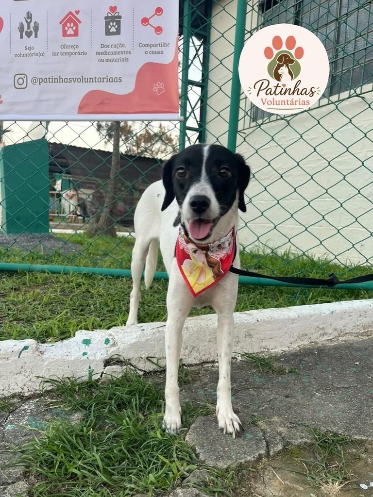 Luiza, cadela de porte médio para adoção em Resende - RJ