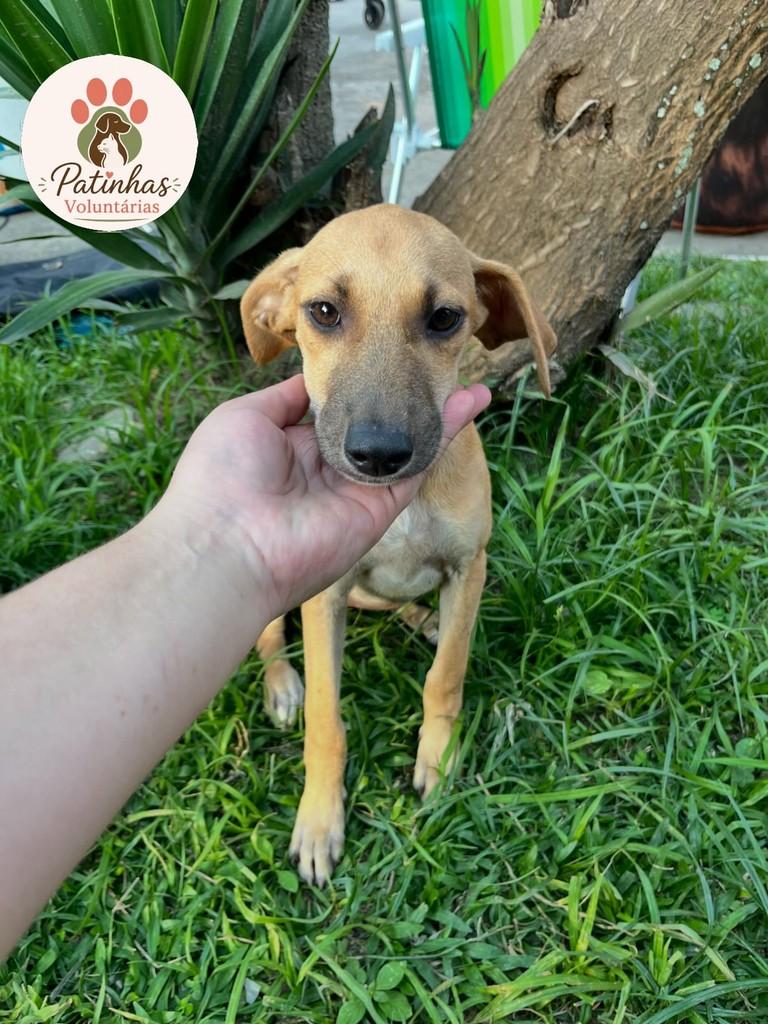 Susy, cadela de porte médio para adoção em Resende - RJ