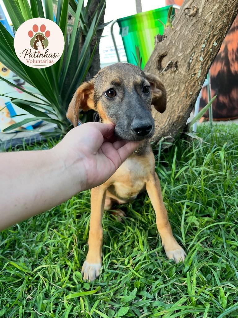 Polly, cadela de porte médio para adoção em Resende - RJ — foto 2 de 2