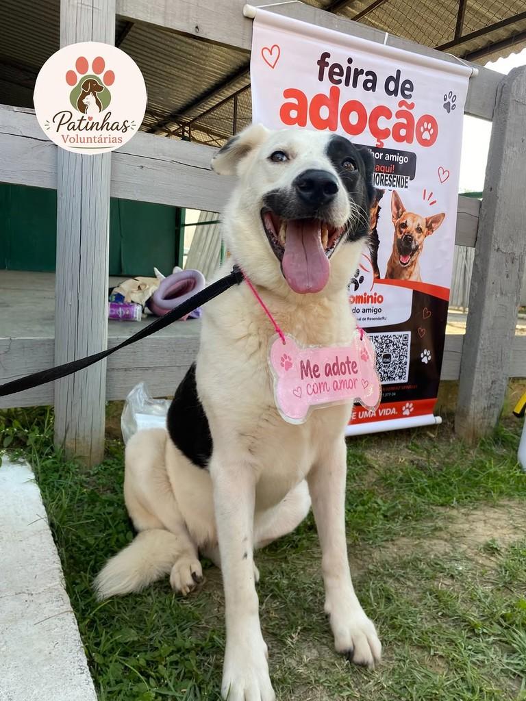 Alice, cadela de porte grande para adoção em Resende - RJ — foto 3 de 5