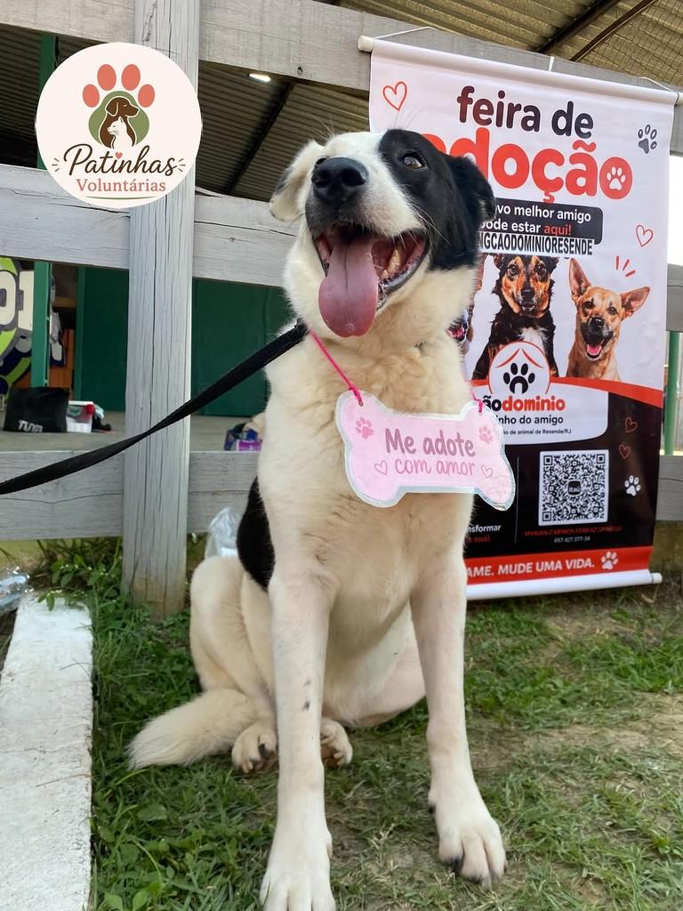 Alice, cadela de porte grande para adoção em Resende - RJ — foto 4 de 5