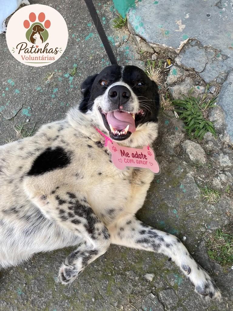 Zoe, cadela de porte grande para adoção em Resende - RJ