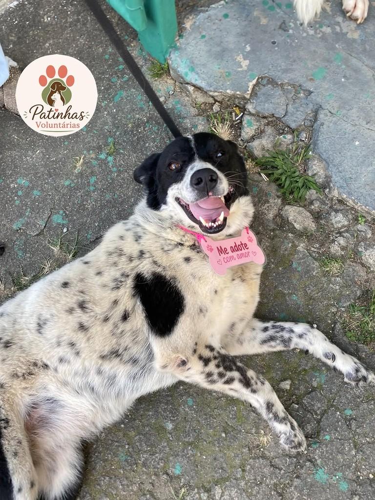 Zoe, cadela de porte grande para adoção em Resende - RJ — foto 2 de 3