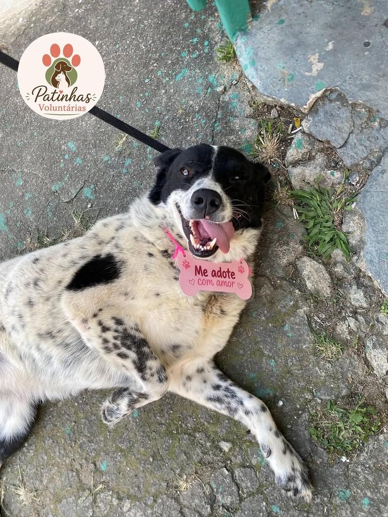 Zoe, cadela de porte grande para adoção em Resende - RJ — foto 3 de 3