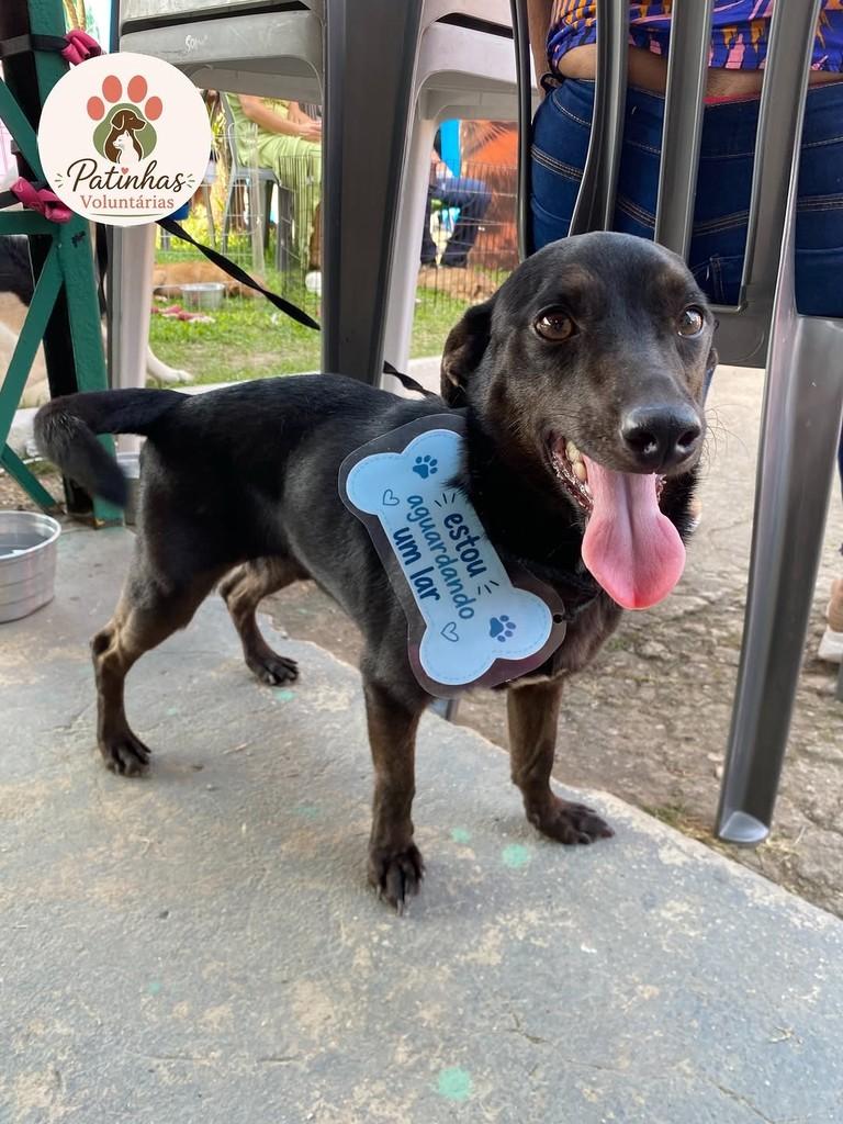 Toquinho, cachorro de porte pequeno para adoção em Resende - RJ