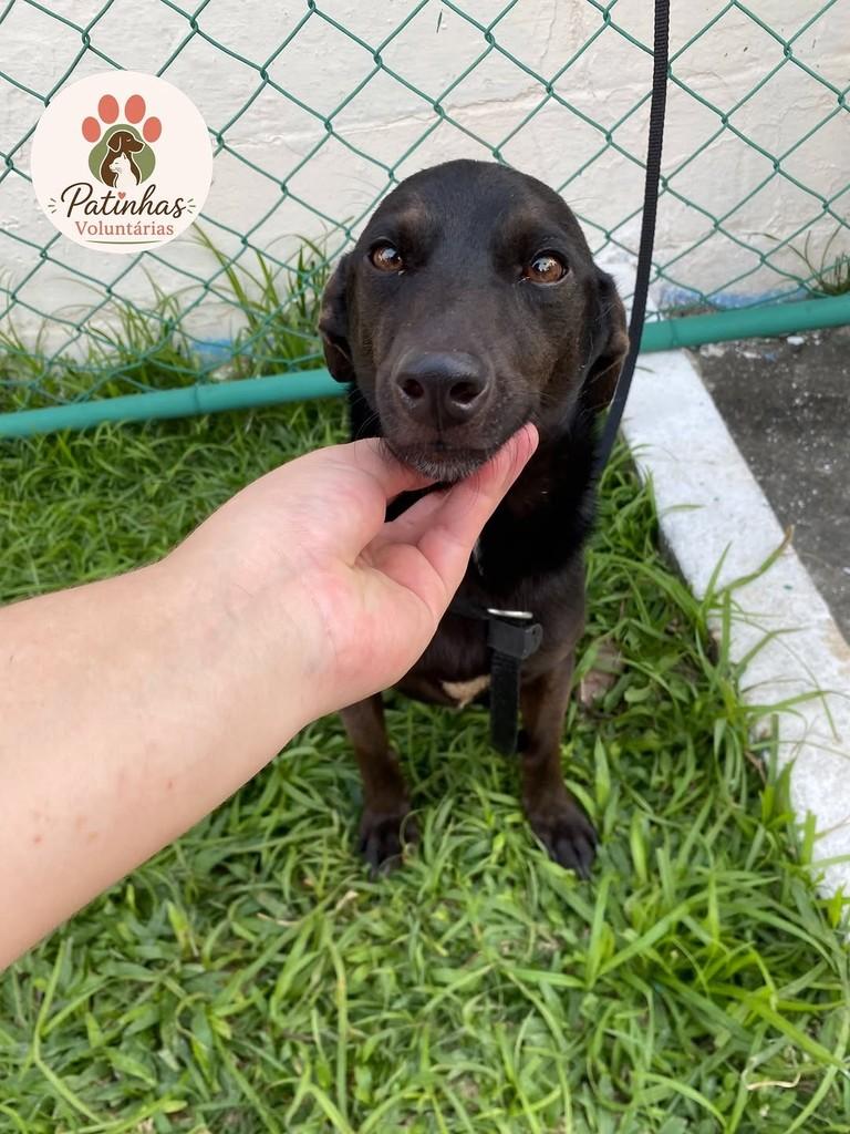 Toquinho, cachorro de porte pequeno para adoção em Resende - RJ — foto 2 de 4