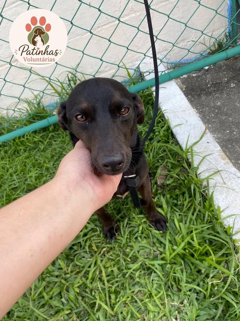 Toquinho, cachorro de porte pequeno para adoção em Resende - RJ — foto 3 de 4