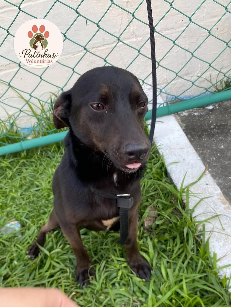 Toquinho, cachorro de porte pequeno para adoção em Resende - RJ — foto 4 de 4