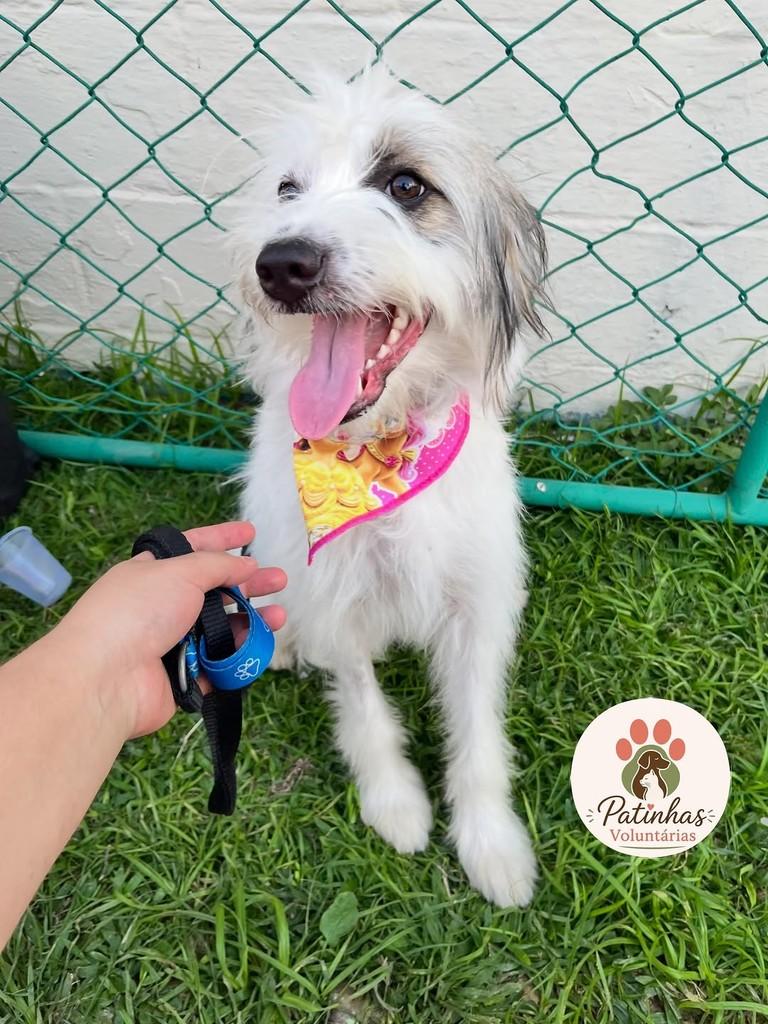 Liz, cadela de porte médio para adoção em Resende - RJ — foto 2 de 2