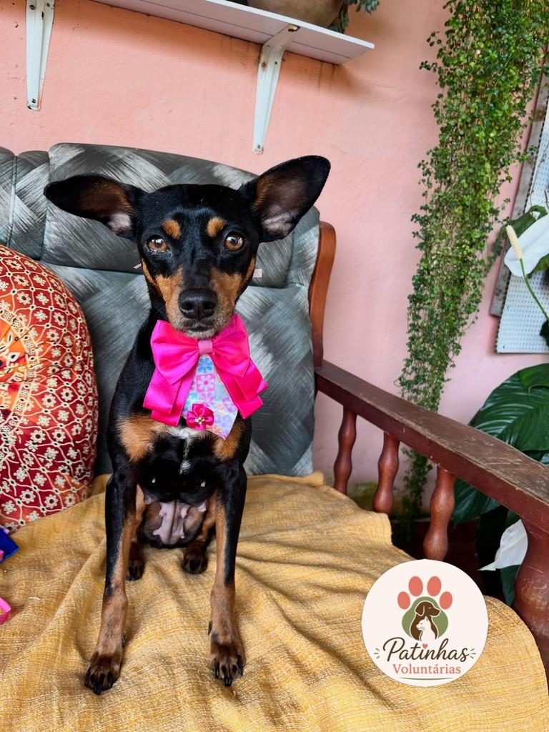 Teresa, cadela de porte pequeno para adoção em Resende - RJ
