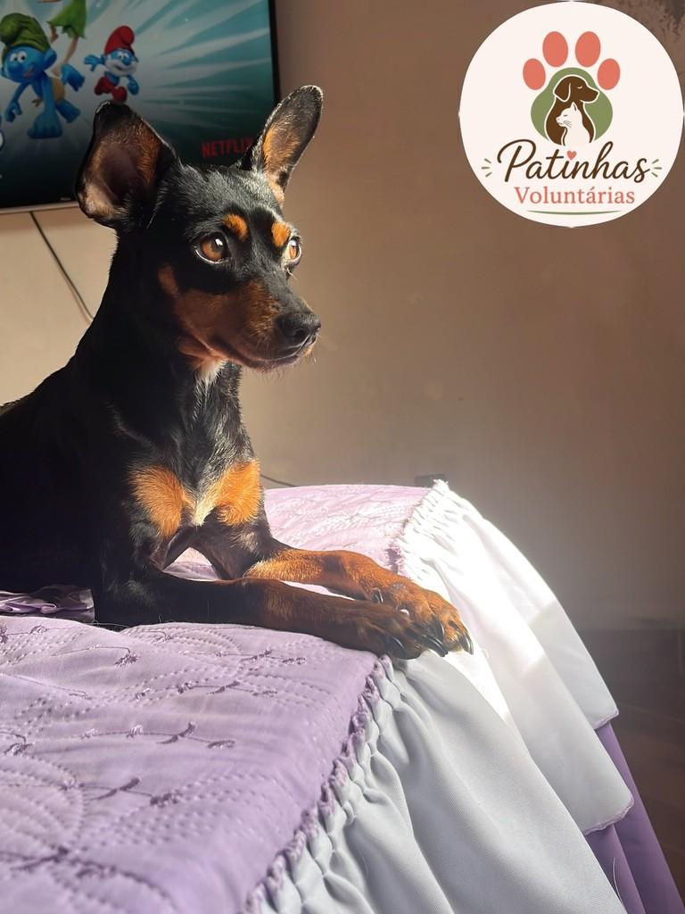 Teresa, cadela de porte pequeno para adoção em Resende - RJ — foto 2 de 3