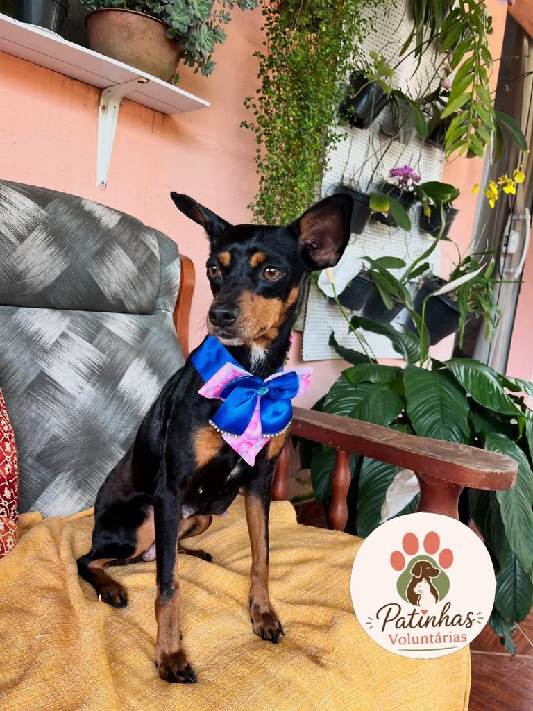 Teresa, cadela de porte pequeno para adoção em Resende - RJ — foto 3 de 3