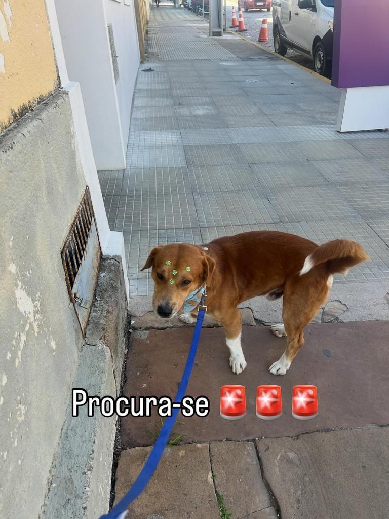 Bartô, cachorro de porte pequeno para adoção em Jaguarão - RS