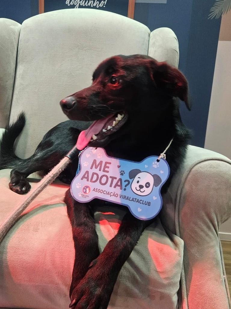 Petinho, cadela de porte pequeno para adoção em São Paulo - SP