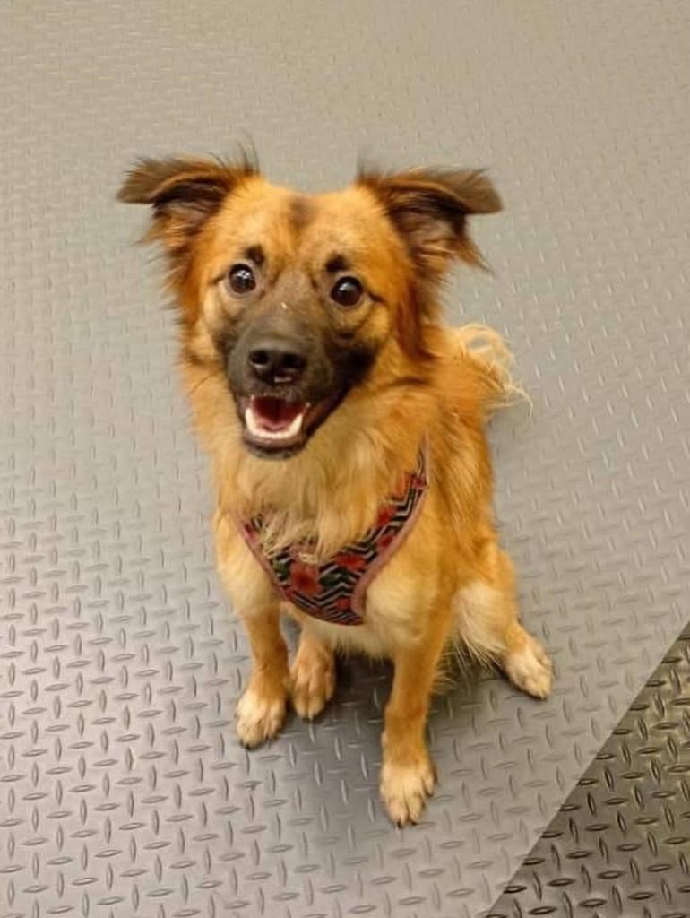 Théo, cachorro de porte pequeno para adoção em São Paulo - SP