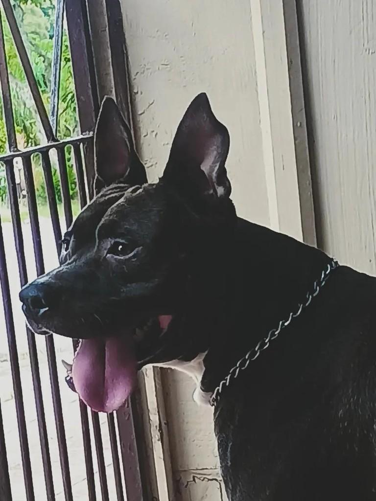 Tenente, cachorro de porte médio para adoção em Santa Rosa - RS