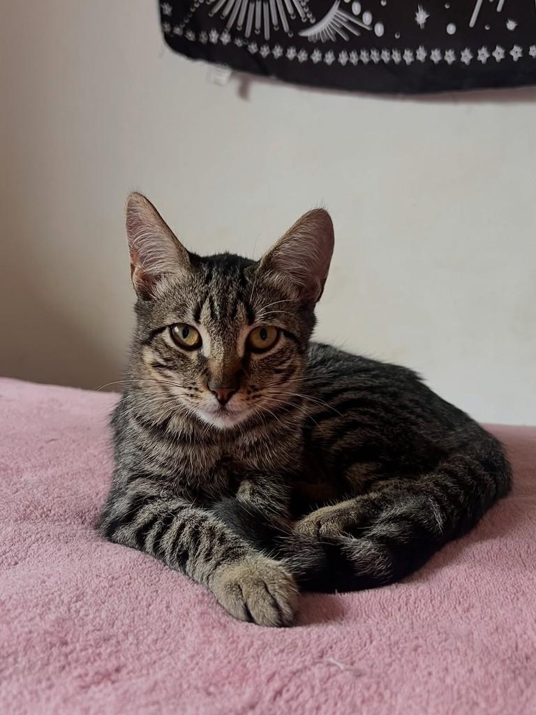 Selena, gata de porte pequeno para adoção em Santa Rosa - RS