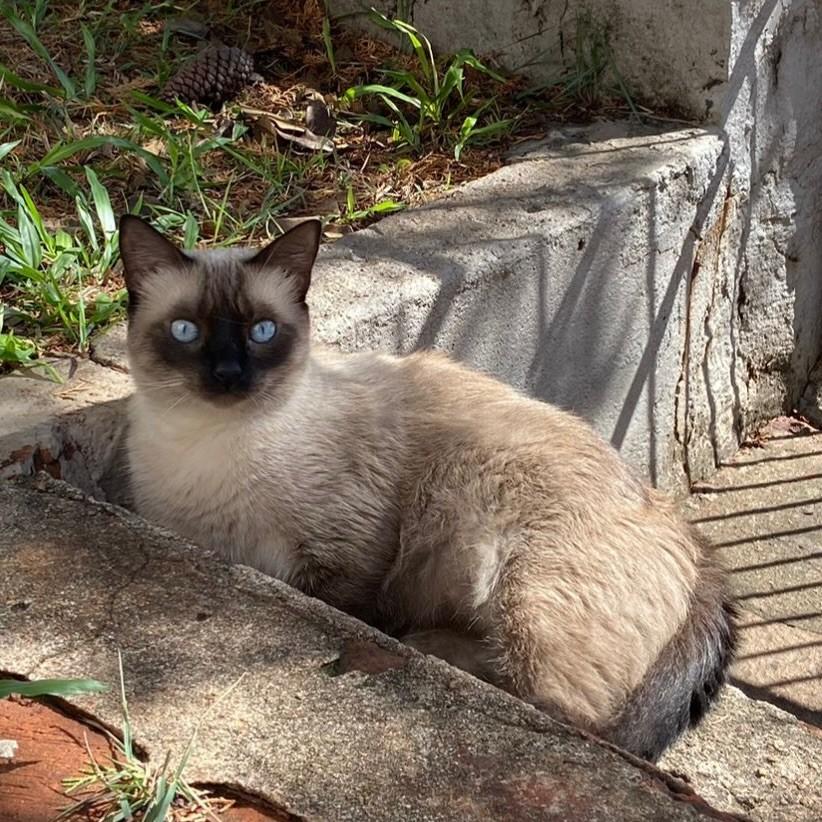 Madonna, gata para adoção em Santa Rosa - RS