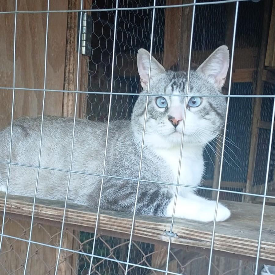 Bandido, gato de porte médio para adoção em Santa Rosa - RS