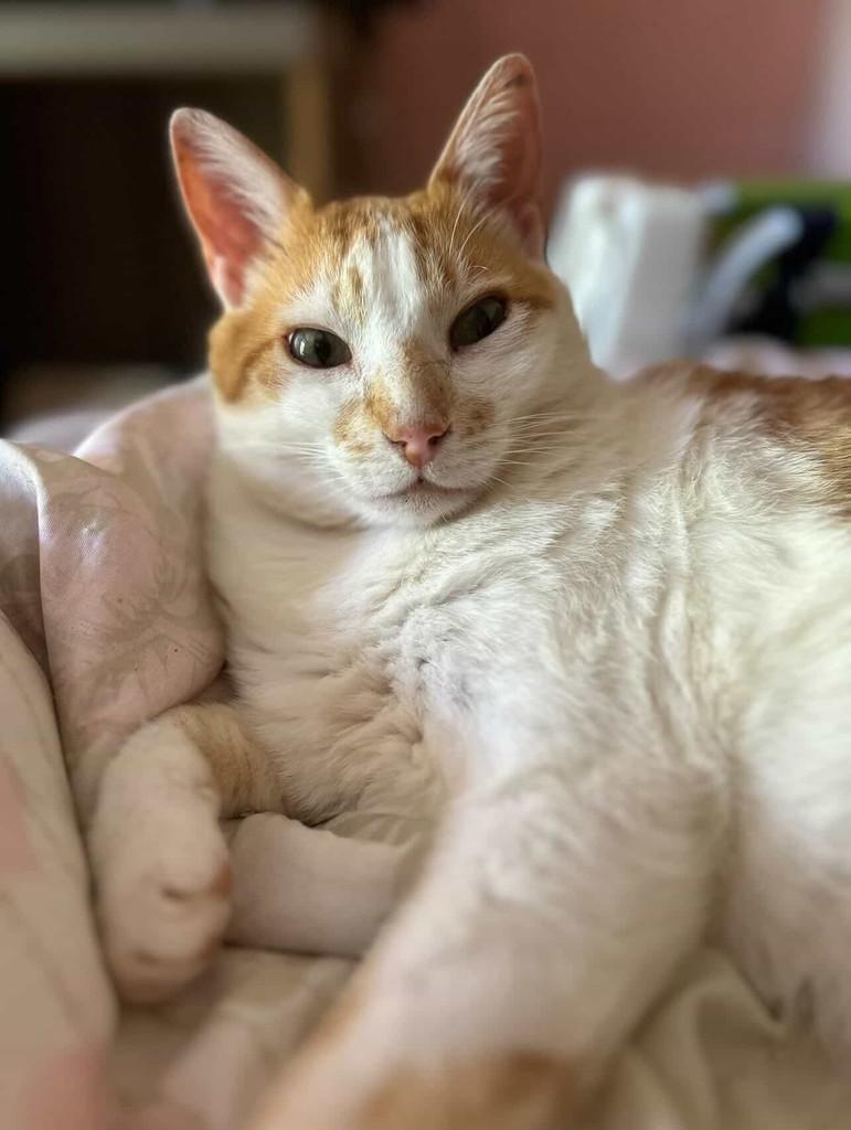 Mínion, gato de porte médio para adoção em Santa Rosa - RS