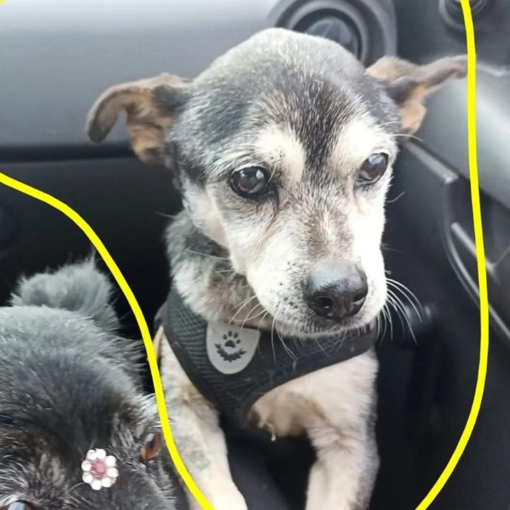 Marty, cachorro de porte pequeno para adoção em Santa Rosa - RS