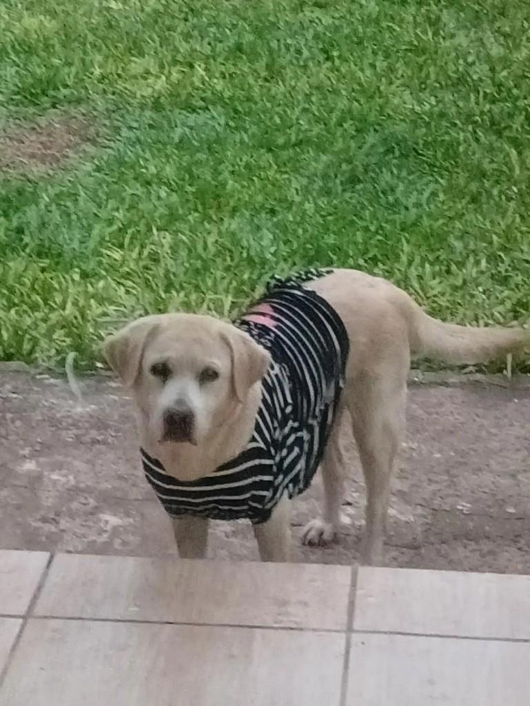 Laika, cadela de porte grande para adoção em Santa Rosa - RS