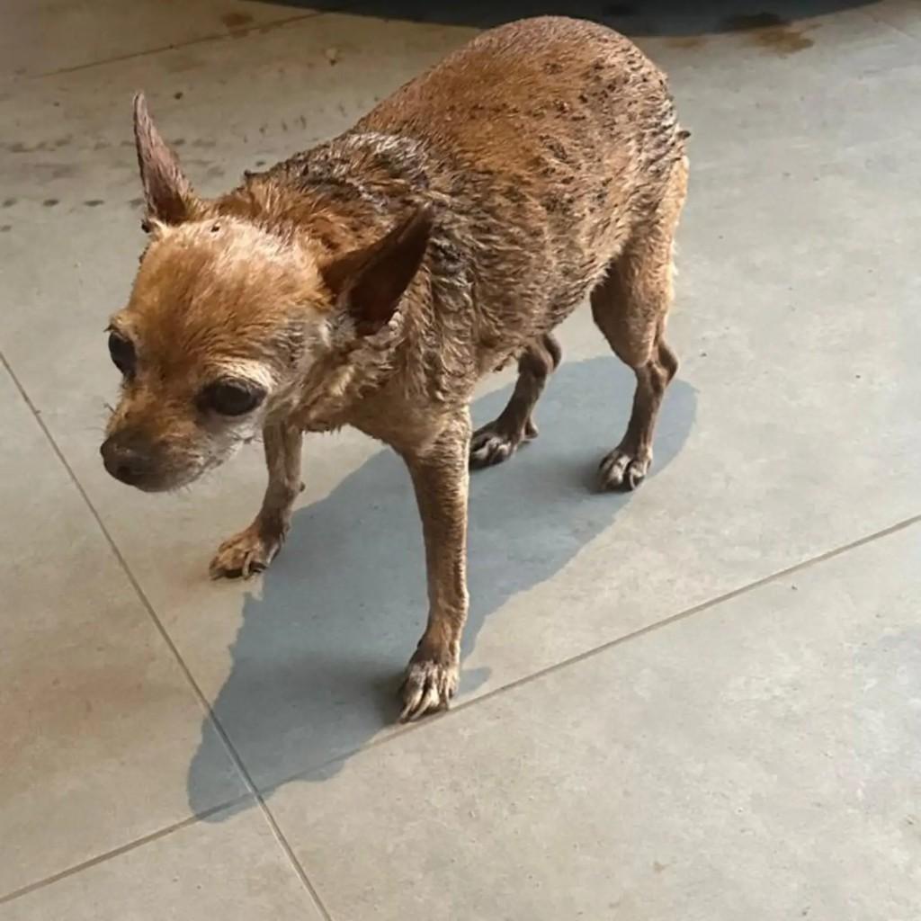 Pintcher, cadela de porte pequeno para adoção em Santa Rosa - RS