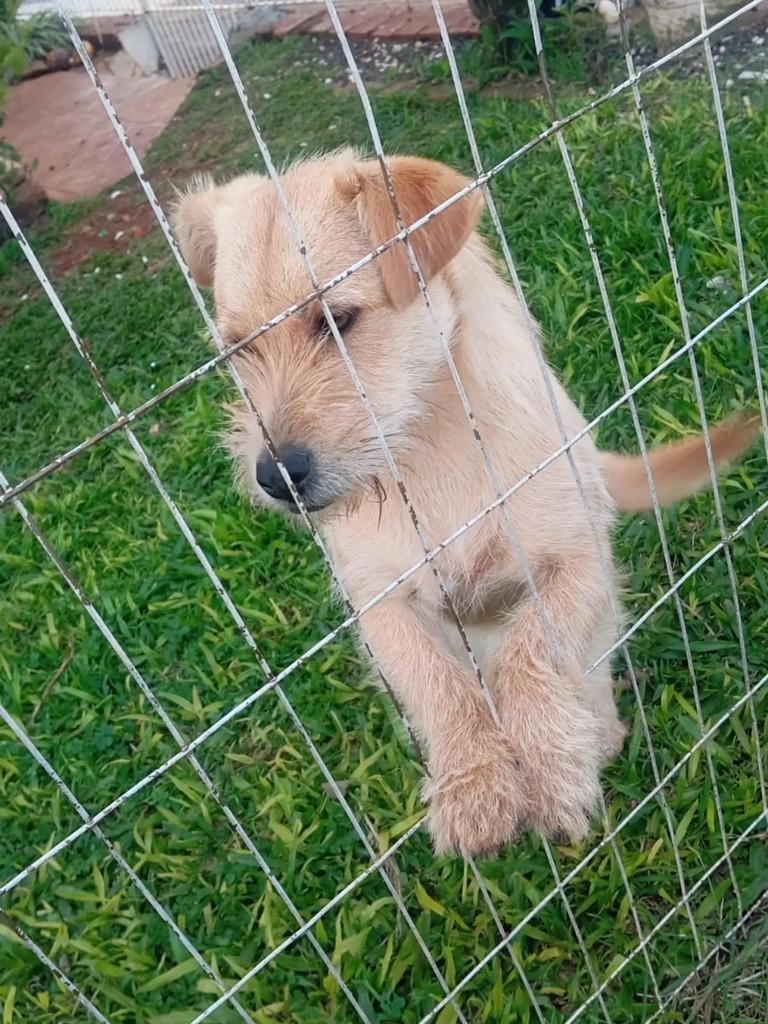 Cloe, cachorro de porte pequeno para adoção em Santa Rosa - RS