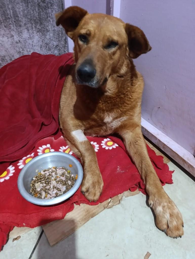 Marrom, cachorro de porte médio para adoção em Santo Cristo - RS