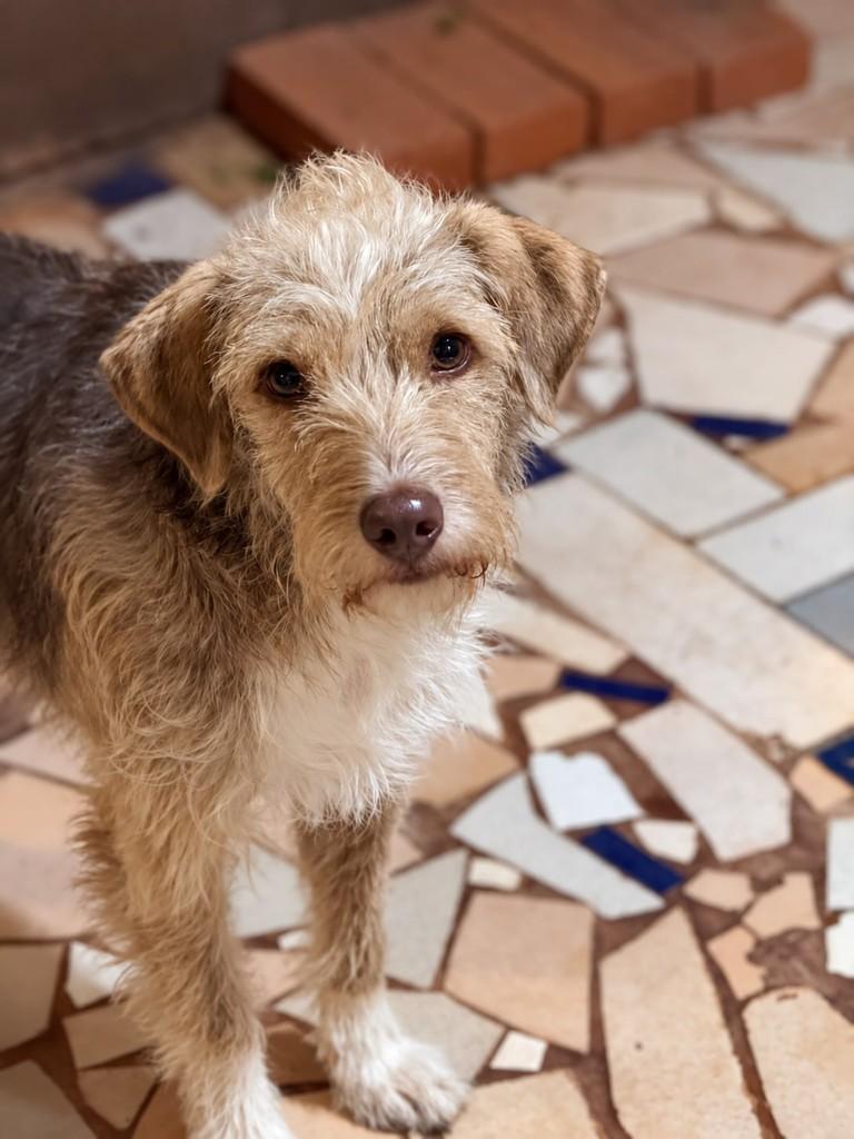 Juninho, cachorro de porte pequeno para adoção em Santa Rosa - RS