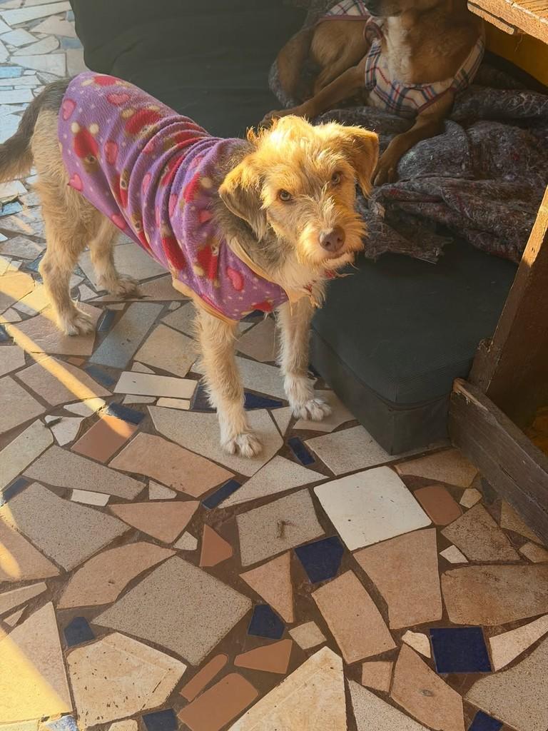 Juninho, cachorro de porte pequeno para adoção em Santa Rosa - RS — foto 2 de 4