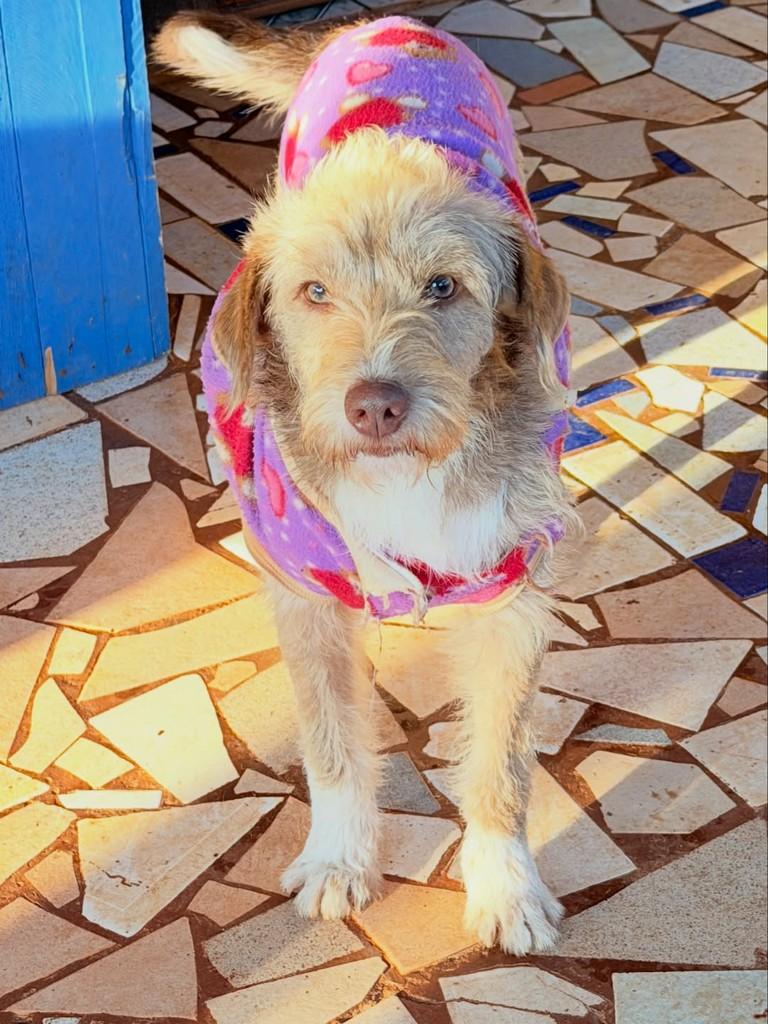 Juninho, cachorro de porte pequeno para adoção em Santa Rosa - RS — foto 3 de 4