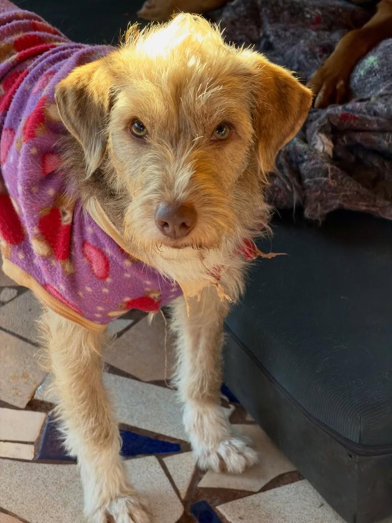 Juninho, cachorro de porte pequeno para adoção em Santa Rosa - RS — foto 4 de 4