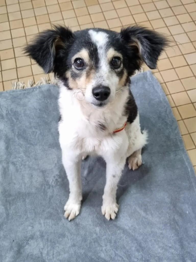 Príncipe, cachorro de porte pequeno para adoção em São José do Rio Preto - SP