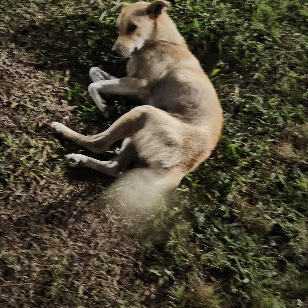 Bento, cachorro de porte médio para adoção em Porto Alegre - RS
