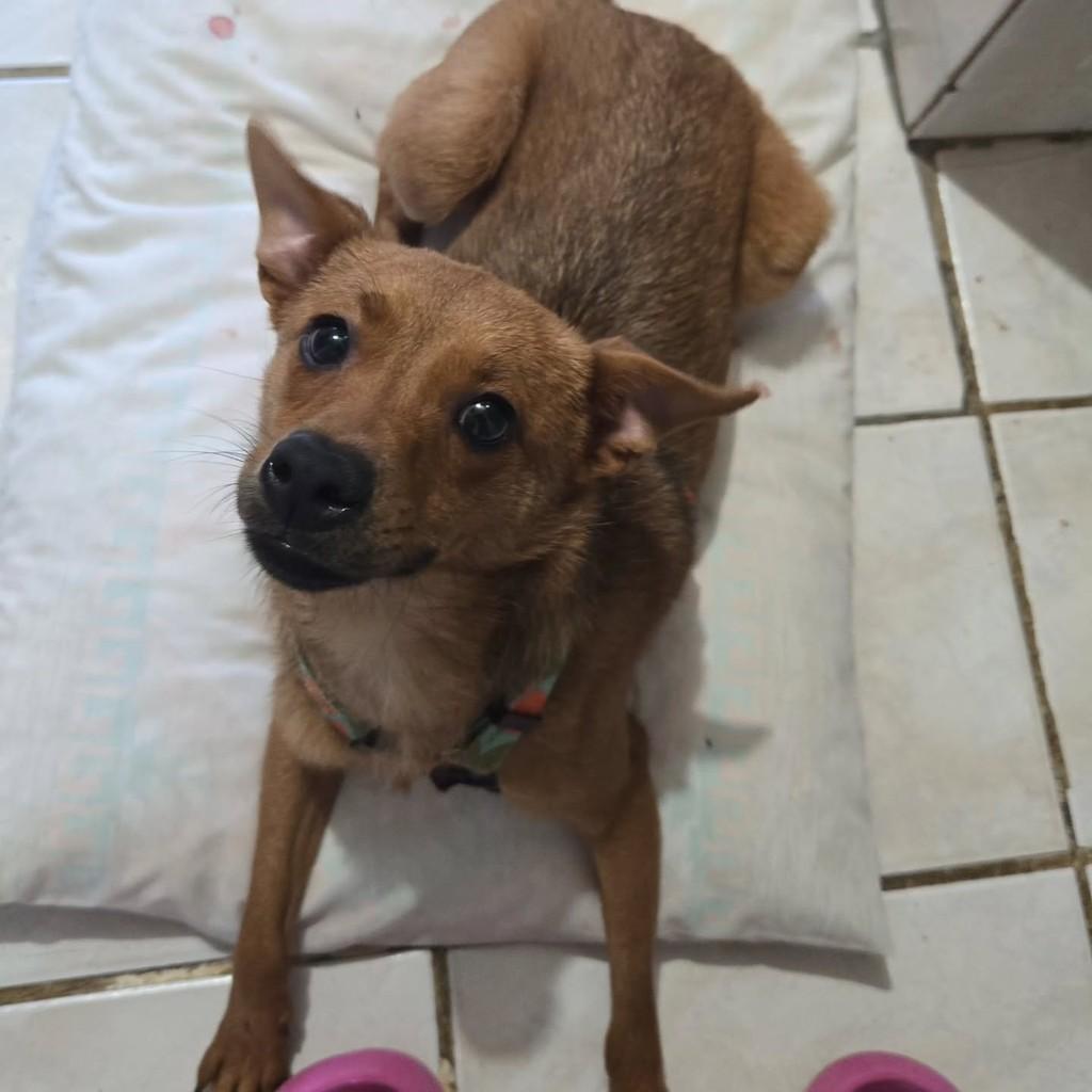 Vitória da Nina, cachorro de porte pequeno para adoção em Porto Alegre - RS
