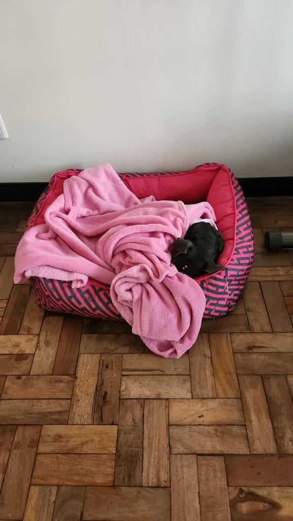 Baixinha, cachorro de porte pequeno para adoção em Porto Alegre - RS