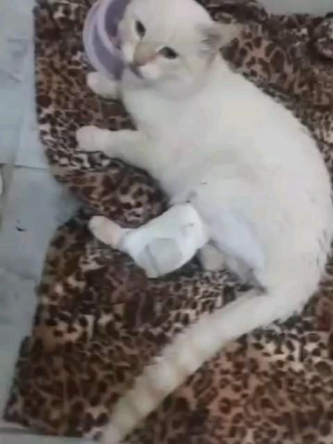 Algodão, gata de porte médio para adoção em Pardinho - SP
