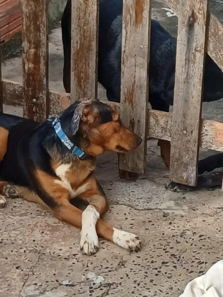 Jorge, cachorro de porte pequeno para adoção em Pardinho - SP