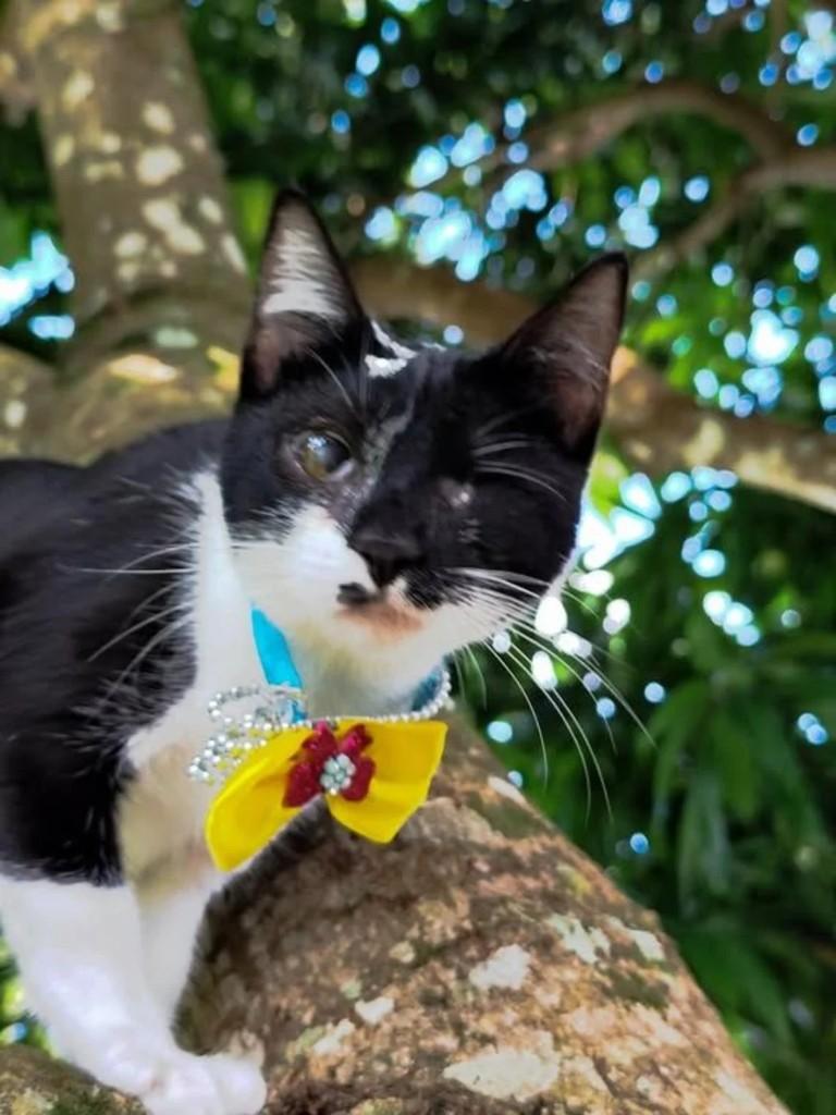 Victoria, gata de porte pequeno para adoção em Pardinho - SP