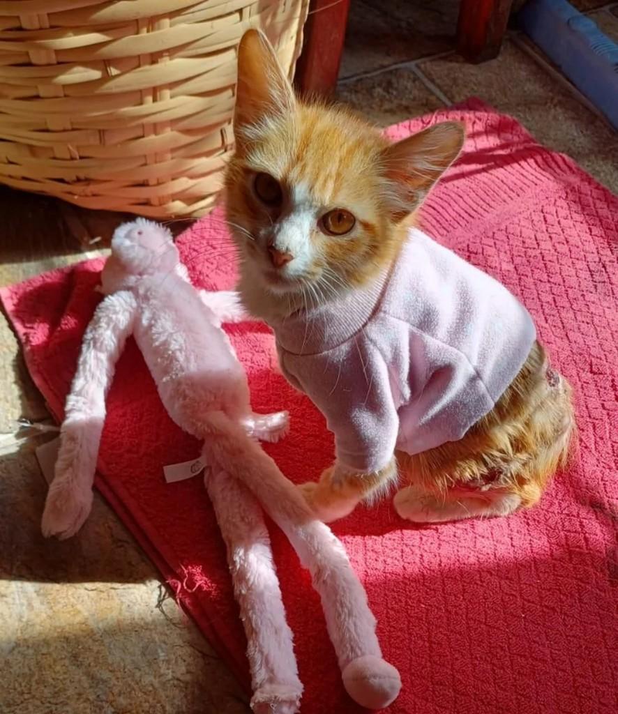 Francisca, gato de porte pequeno para adoção em Pardinho - SP