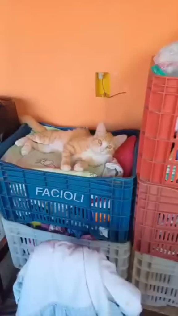 Caramelo, gato de porte médio para adoção em Pardinho - SP