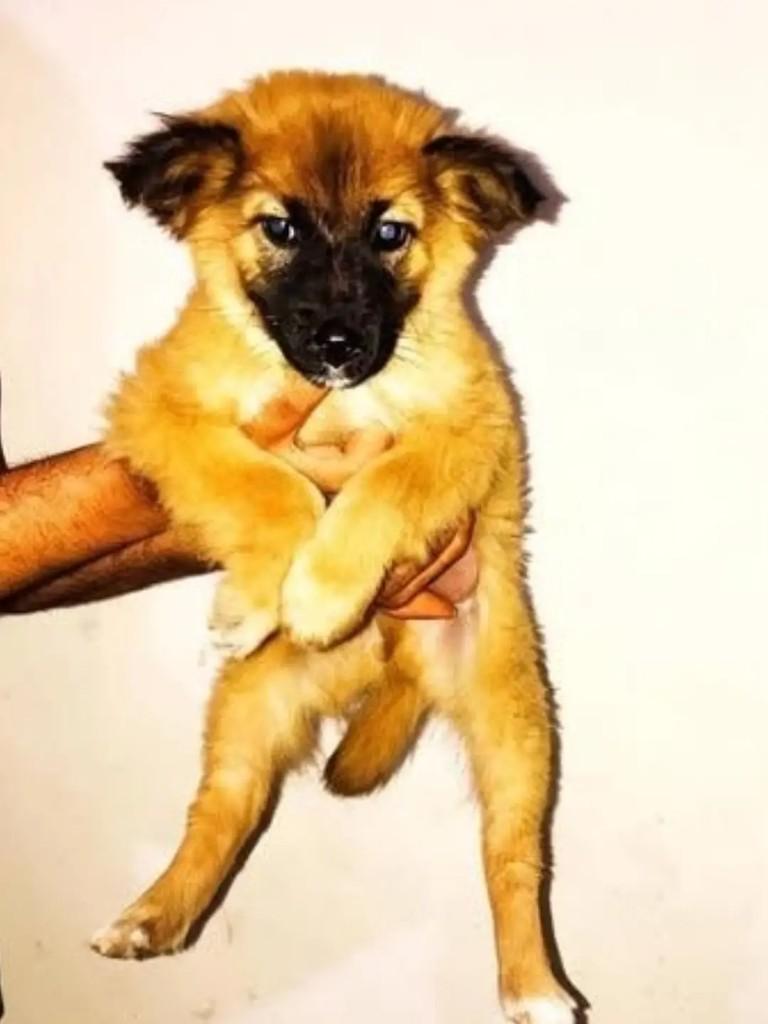 BBs, cachorro de porte pequeno para adoção em Pardinho - SP