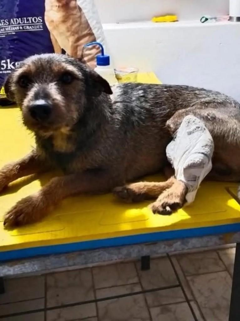 Perninha, cachorro de porte médio para adoção em Pardinho - SP