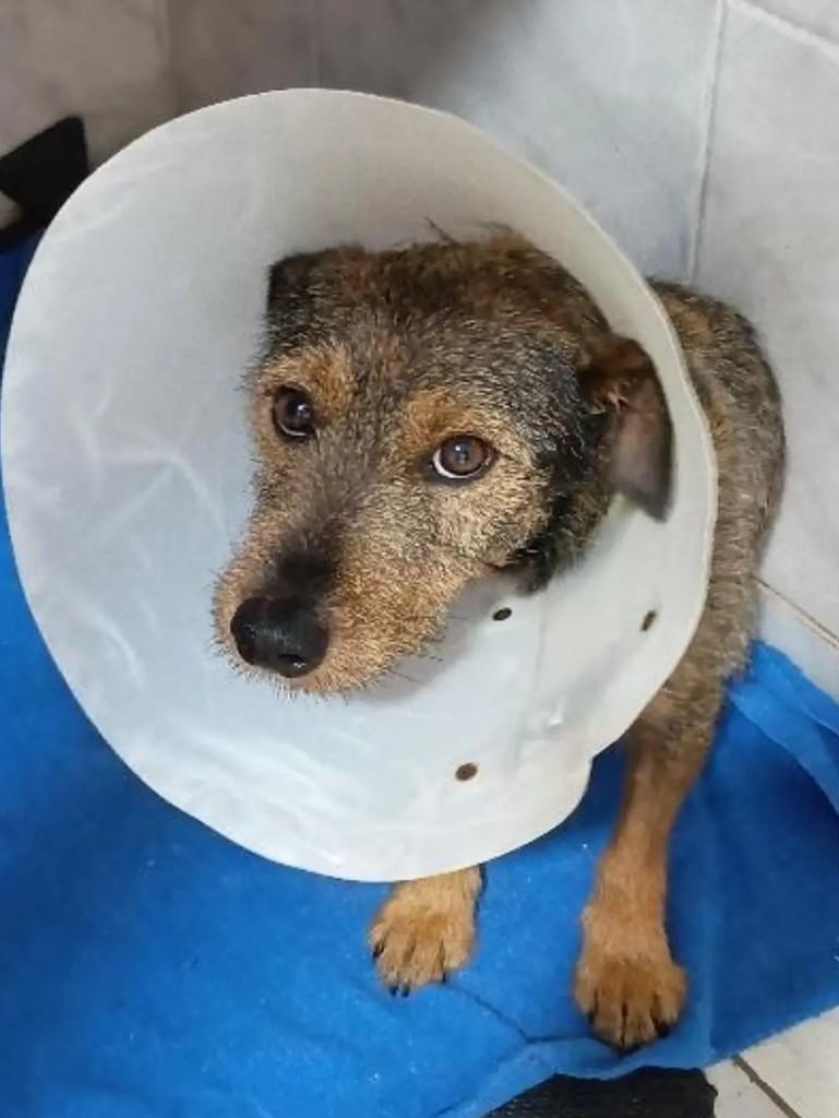 Perninha Biscoito, cachorro de porte pequeno para adoção em Pardinho - SP