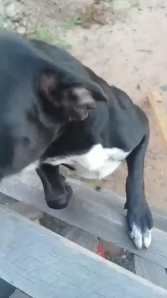 Linguiça, cachorro de porte médio para adoção em Pardinho - SP