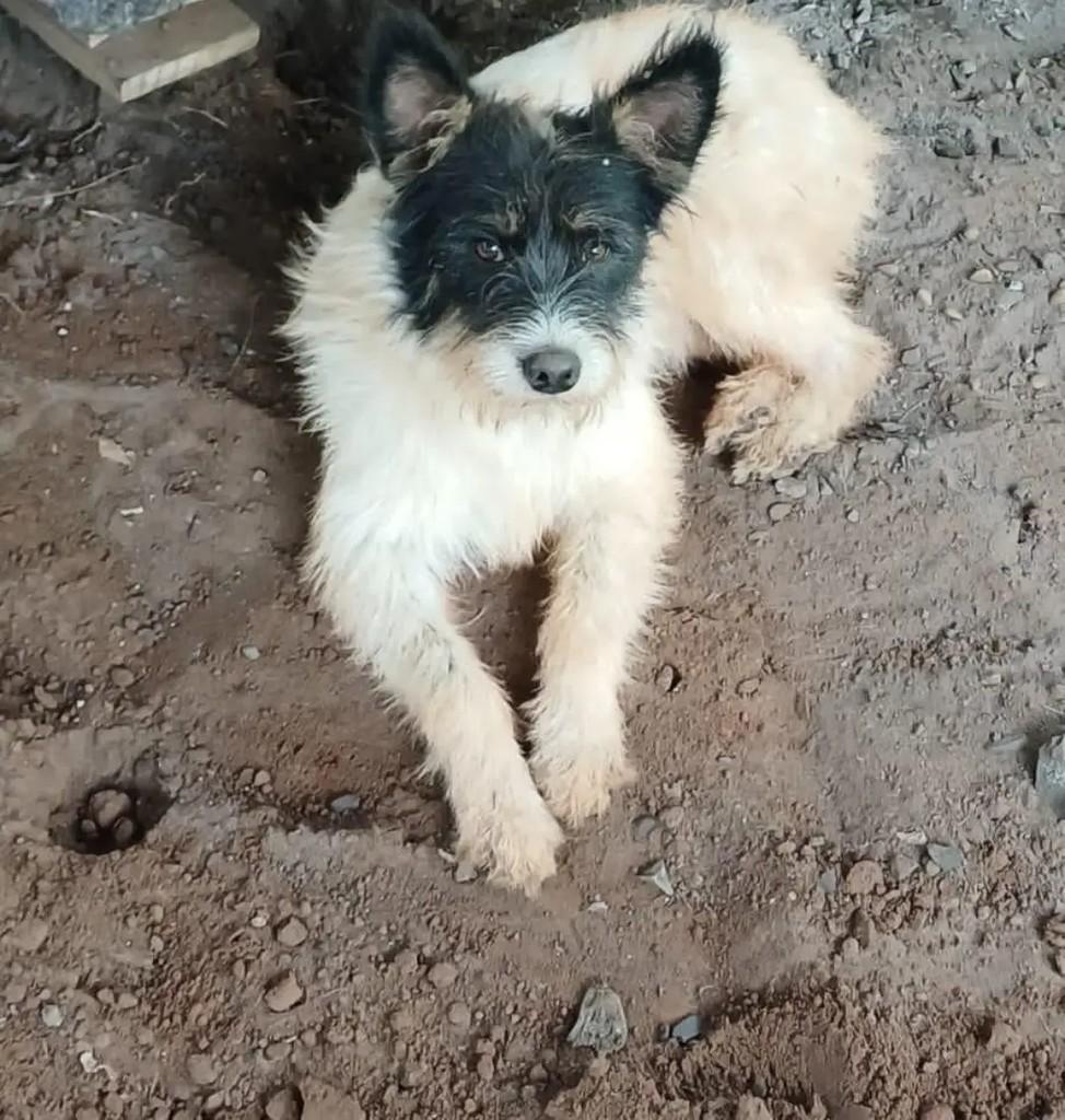 Barba, cachorro de porte pequeno para adoção em Pardinho - SP