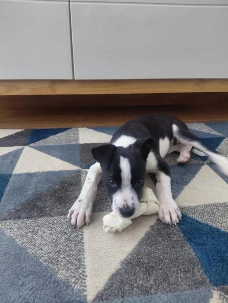 Lilo, cadela de porte pequeno para adoção em Pardinho - SP