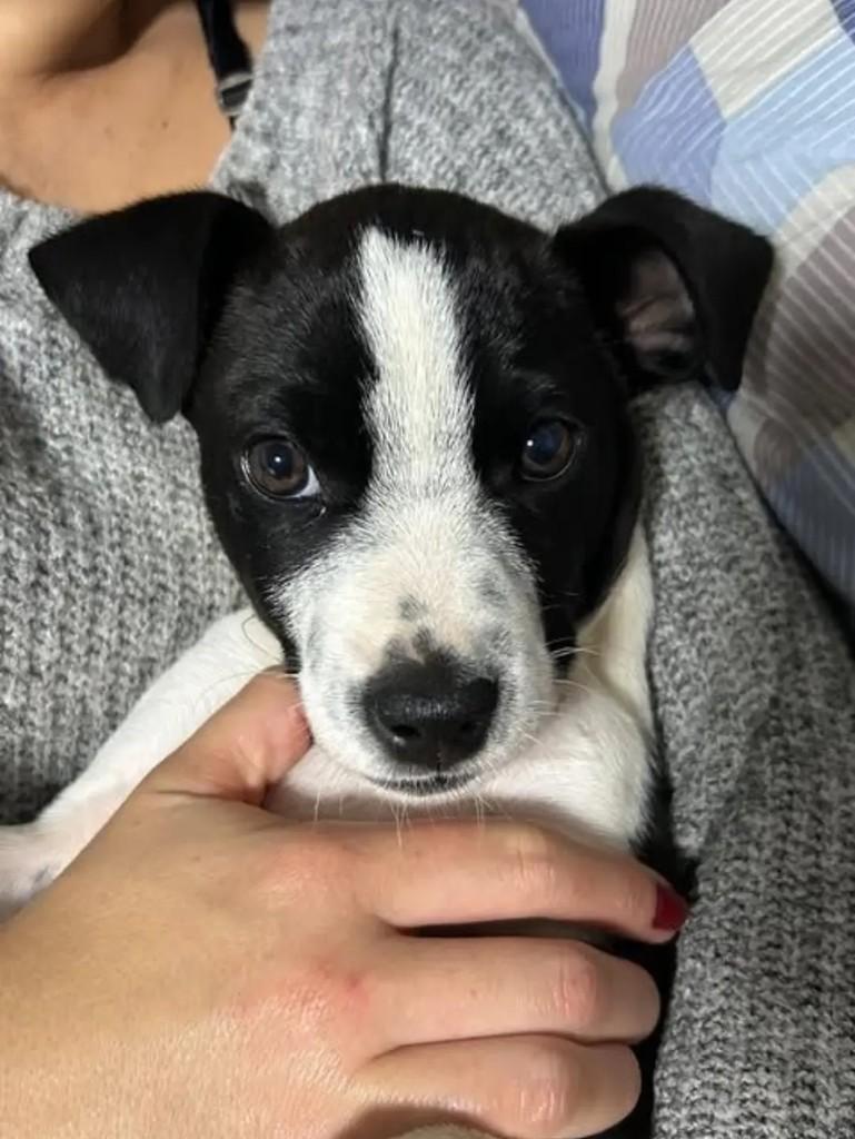 Lilo, cadela de porte pequeno para adoção em Pardinho - SP — foto 2 de 2